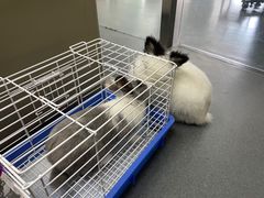 -爱侣宠医·鹦鹉专科·小型哺乳类·异宠专科(灵石路店)