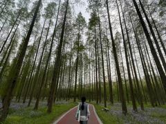 -黄海国家森林公园