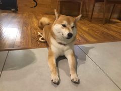 -柴务处·柴犬主题狗咖