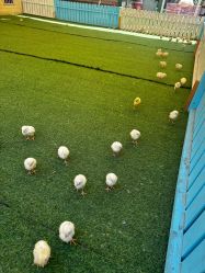 点击看大图 -萌宠亲子动物乐园(槐房万达店)