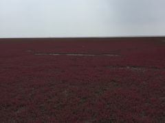 -红海滩国家风景廊道