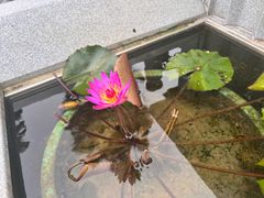 -天坛大佛