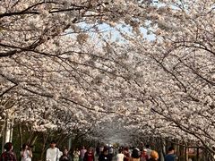 -高东镇樱花园