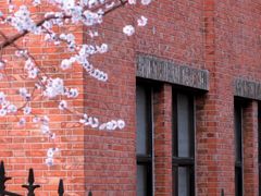 -桃花堤公园