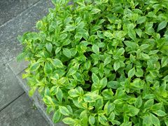 -广东茂名森林公园