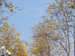 -洲头咀公园