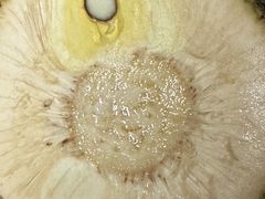 -林旺社区水果市场