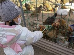 -昌平兴寿秀秀草莓采摘园