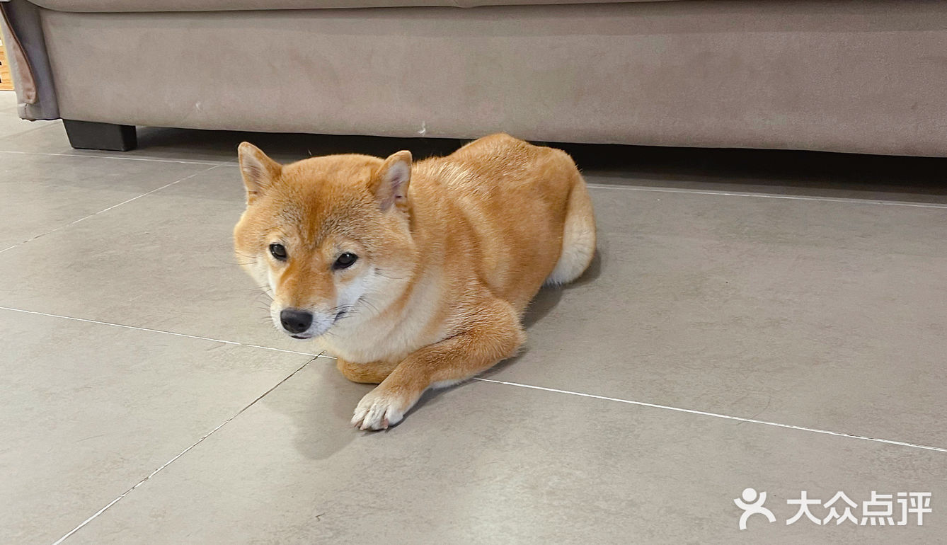 罗记乐山翘脚牛肉，找到了回忆里的味道