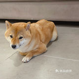 罗记乐山翘脚牛肉，找到了回忆里的味道