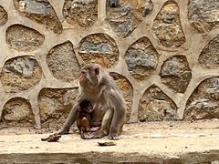 -石家庄市动物园