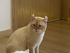 -猫腻·猫咖·撸猫馆(星光大道店)
