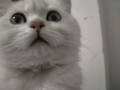 -老吴的猫·猫舍(新区店)