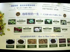-巴厘岛黄金金兔咖啡工厂