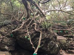 -呀诺达热带雨林