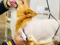 -爱佳宠物中心医院24H·CT·骨外科·猫专科(瑶海万达店)