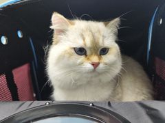 -宠颐生宠物医院·心肾内科·猫专科诊疗中心宠巢店