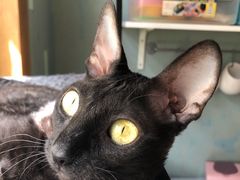 -北京恒爱动物医院(清景园分院)