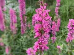 -咖啡之翼(奥特莱斯店)