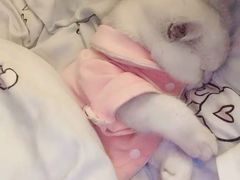 -喵zoo家庭繁育猫舍(尖东智能花园店)