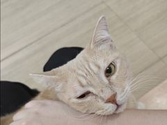 -是阿柴呀！柴犬咖啡·爱喵喵猫咖