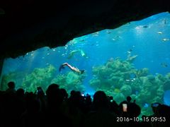 -芜湖新华联大白鲸海洋公园