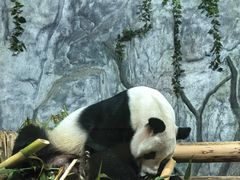 -深圳野生动物园