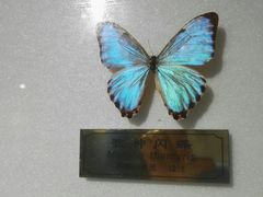 -上海昆虫博物馆