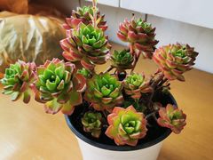 -秦美花卉(天朗·莱茵小城2期店)