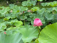 -苏州香山国际大酒店
