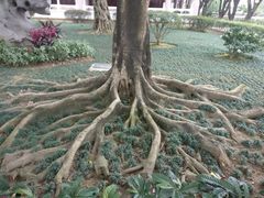 -广东圆玄道观