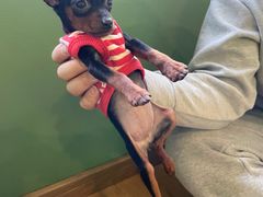 -柯斗斗主题餐厅·狗咖·围炉煮茶·茶饮(国瑞升平里店)