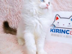 -十年猫舍·猫咪专门店(普陀店)