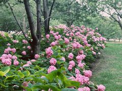 -上海滨江森林公园