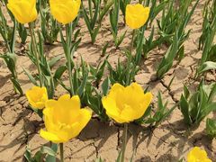 -商丘市人民公园