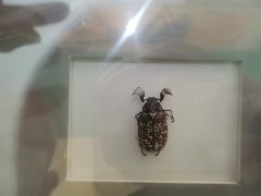 -上海昆虫博物馆