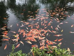 -西湖外事游船(花港观鱼码头)