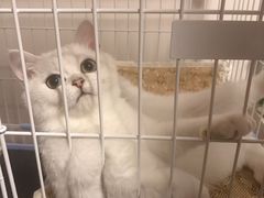 -东方名猫馆·英短金渐层布偶猫舍(环线广场1号楼店)