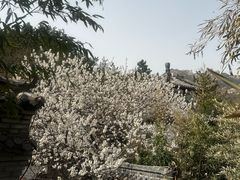 -老张烤羊(王哥庄店)