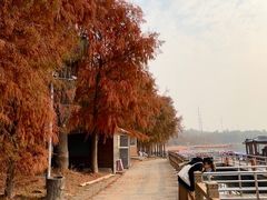 -上海海湾国家森林公园