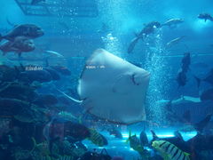 -迪拜水族馆及水下动物园