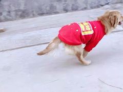 -宠爱国际动物医院· 猫科· 外科·中兽医(长白店)