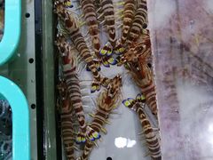 -渔傅·蓝海岸霞浦海鲜(正祥店)