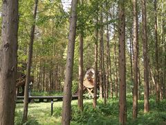 -黄海国家森林公园