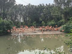 -广州长隆飞鸟乐园
