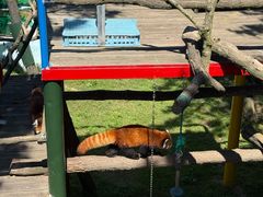 -西霞口神雕山野生动物世界