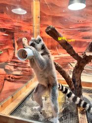 -Zoolung Zoolung动物主题公园(海信广场店)