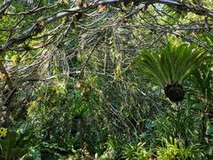 -深圳仙湖植物园