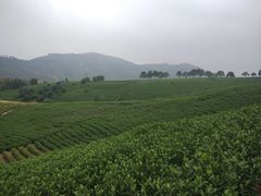 -帐篷客·溪龙茶谷度假酒店