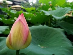 -莫催咖啡